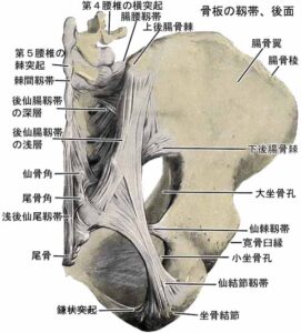仙腸関節の解剖学とアプローチ” - おおのぎ接骨院（大野木接骨院）